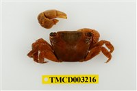 藏品(闊額大額蟹)的圖片